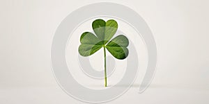 A rare and lucky four-leaf clover sits on a white background