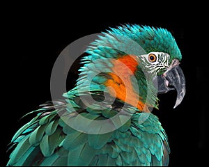Rare Macaw