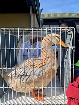 Anas platyrhynchos domesticus, Saxony Duck