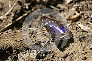 A rare male Purple Emperor Butterfly Apatura iris perched on the ground probing for minerals.