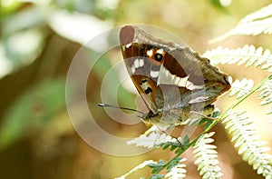 A stunning rare Male Purple Emperor Butterfly Apatura iris perching on a bracken leaf in woodland.