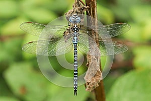A rare male Southern Migrant Hawker Dragonfly, Aeshna affinis, resting on a plant stem in the UK.