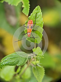 The rare mammalian ninja beetle is hiding