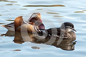A rare Mandarin duck on a Litovel pond photo