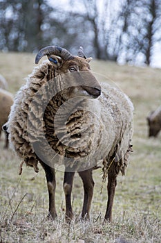 Rare Manx Loaghtan sheep grazing on grassland