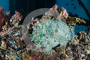 Rare Marble-Mouthed Frogfish in Raja Ampat