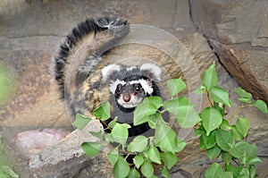 Rare Marbled polecat Vormela