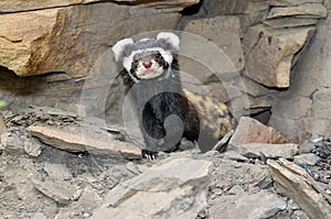 Rare Marbled polecat Vormela