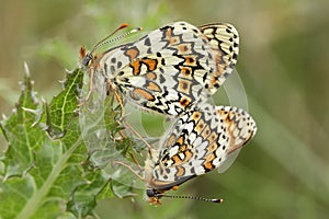 A rare mating pair of Glanville Fritillary Butterflies Melitaea cinxia found on mainland Britain.