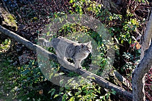 Rare meeting - Wild cat on a tree trunk