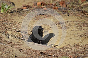 A Rare Melanistic Arctic Ground Squirrel