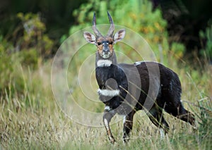 Rare Menelik`s Bushbuck standing in the forest in Ethiopia