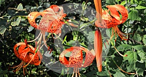 Rare Michigan Lily, Lilium michiganense, closeup 4K