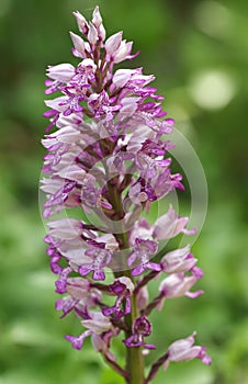 A rare Military Orchid, Orchis militaris, growing in a meadow at the edge of woodland in the UK.