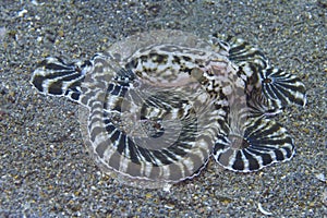 Rare Mimic Octopus off Padre Burgos, Leyte, Philippines
