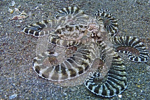 Rare Mimic Octopus off Padre Burgos, Leyte, Philippines