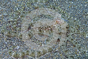 Rare Mimic Octopus off Padre Burgos, Leyte, Philippines photo