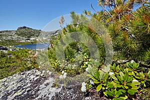 Rare mountain plants and flowers grow near the mountain stream o