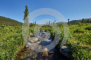 Rare mountain plants and flowers grow near the mountain stream o