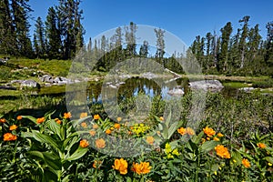 Rare mountain plants and flowers grow near the mountain stream o