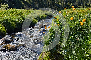 Rare mountain plants and flowers grow near the mountain stream o