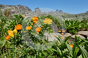 Rare mountain plants and flowers grow near the mountain stream o