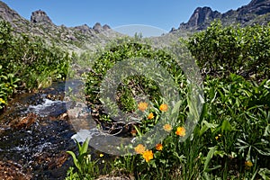 Rare mountain plants and flowers grow near the mountain stream o