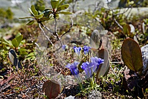 Rare mountain plants and flowers grow near the mountain stream o