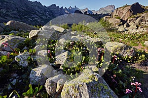 Rare mountain plants and flowers grow near the mountain stream o