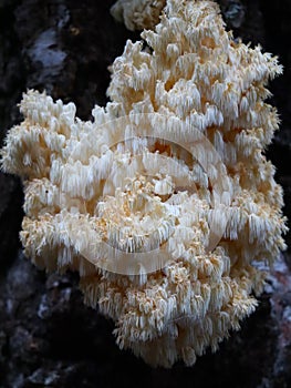 A rare mushroom Hericium coralloides, commonly known as coral tooth fungus