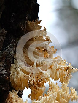 A rare mushroom Hericium coralloides, commonly known as coral tooth fungus