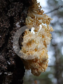 A rare mushroom Hericium coralloides, commonly known as coral tooth fungus