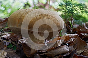 Rare mushroom Phaeolepiota aurea in beech forest.