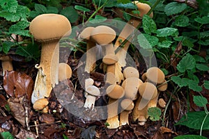 Rare mushroom Phaeolepiota aurea in the forest. Known as golden bootleg or golden cap.
