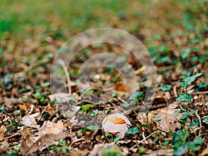 Rare mushroom in the woods in the grass. Amanita Caesarea, Kesar