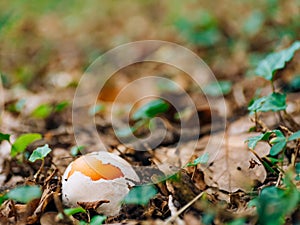 Rare mushroom in the woods in the grass. Amanita Caesarea, Kesar