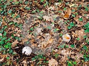 Rare mushroom in the woods in the grass. Amanita Caesarea, Kesar