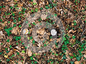 Rare mushroom in the woods in the grass. Amanita Caesarea, Kesar