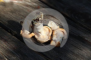 Rare mushroom yellow Hydnum repandum, cut off