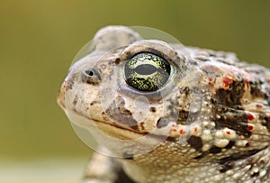 Rare natter jack toad Epidalea calamita photo