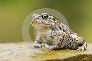 Rare natter jack toad Epidalea calamita