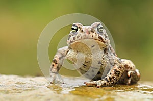Rare natter jack toad Epidalea calamita photo