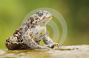 Rare natter jack toad Epidalea calamita photo