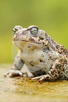 Rare natter jack toad Epidalea calamita photo