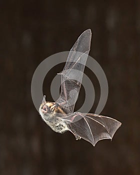 Rare Natterers bat in flight