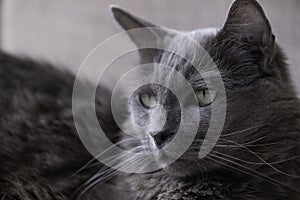 Rare Nebelung cat stares right with its green eyes