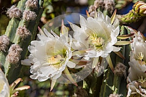 Rare Night Blooming Cereus Cactus