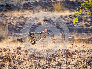 Rare nocturnal Aardwolf running or fleeing in golden afternoon light