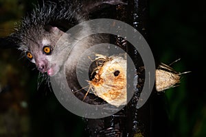 The rare, nocturnal aye-aye lemur with a coconut