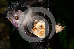 The rare, nocturnal aye-aye lemur with a coconut